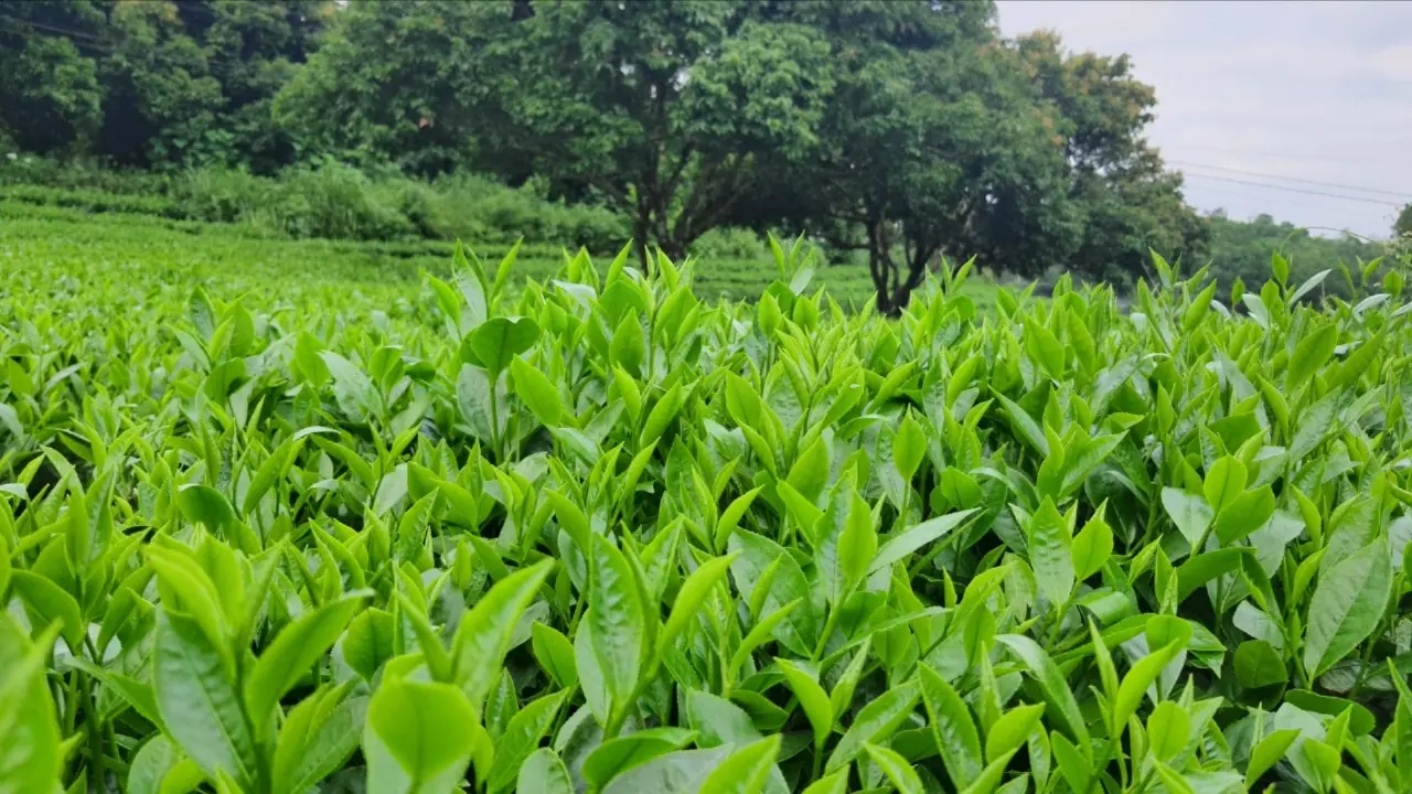 Mô hình sản xuất chè gắn với bảo vệ môi trường